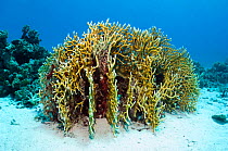 Fire coral (Millepora dichotoma). Egypt, Red Sea.
