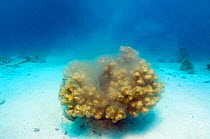 Cauliflower coral (Pocillopora damicornis) spawning. Egypt, Red Sea.