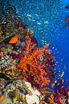 Coral reef scenery with soft corals (Dendronephthya sp), a Coral hind (Cephalopholus miniata) and Pygmy sweepers (Parapriacanthus guentheri). Egypt, Red Sea.