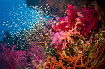 Coral reef scenery with soft corals (Dendronephthya sp) and Pygmy sweepers (Parapriacanthus guentheri). Egypt, Red Sea.