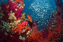 Coral reef scenery with a Coral hind (Cephalopholis miniata), soft corals (Dendronephthya sp) and Pygmy sweepers (Parapriacanthus guentheri). Egypt, Red Sea.