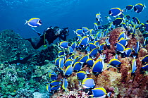 Large school of Powderblue surgeonfish (Acanthurus leucosternon) grazing on algae covered coral rock with a diver with a camera. Andaman Sea, Thailand.