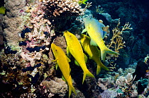 Yellowsaddle goatfish (Parupeneus cyclostomus) gang hunting over coral reef. Egypt, Red Sea.