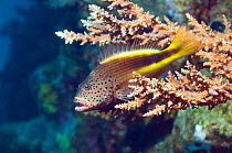 Freckled hawkfish (Paracirrhites forsteri) perched on branchin acropora coral. Egypt, Red Sea.