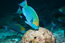 Greenthroat or Singapore parrotfish (Scarus prasiognathus) terminal males grazing on algae covered coral boulder. Andaman Sea, Thailand.