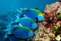 Greenthroat or Singapore parrotfish (Scarus prasiognathus), terminal males grazing on algae covered coral boulders. Andaman Sea, Thailand.