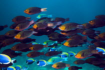 Greenthroat or Singapore parrotfish (Scarus prasiognathus) large school of females with some terminal males and Powderblue surgeonfish (Acanthurus leucosternon) swimming over coral reef. Andaman Sea,...
