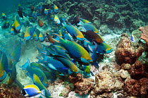 Greenthroat or Singapore parrotfish (Scarus prasiognathus), large school of terminal males with some females swimming over coral reef. Andaman Sea, Thailand.