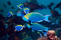 Greenthroat or Singapore parrotfish (Scarus prasiognathus), large school of terminal males swimming. Andaman Sea, Thailand.