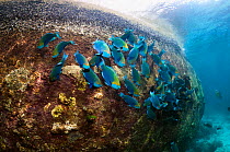 Greenthroat or Singapore parrotfish (Scarus prasiognathus), large school of terminal males grazing on algae covered coral rock. Andaman Sea, Thailand.