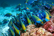 Greenthroat or Singapore parrotfish (Scarus prasiognathus), large school of terminal males grazing on algae covered coral rock. Andaman Sea, Thailand.