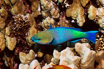 Rusty parrotfish (Scarus ferrugeneus). Egypt, Red Sea.