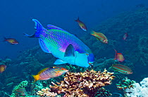 Steep headed parrotfish (Scarus gibbus), feeding male followed by a Chequerboard wrasse (Halichoeres hortulanus). Egypt, Red Sea.