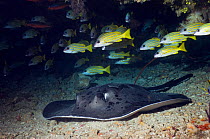 Black stingray (Taeniura melanospilos) lying on sandy bottom under overhang with Blueline snappers (Lutjanus kasmira). Maldives.