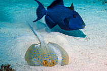 Blue triggerfish (Pseudobalistes fuscus) watching a Bluespotted ribbontail ray (Taeniura lymna) digging in sandy bottom for food. Egypt, Red Sea.