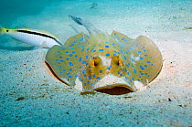 Bluespotted ribbontail ray (Taeniura lymna) digging in the sand for food. Egypt, Red Sea.