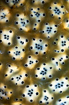 Sea squirt (Eudistoma sp.). Indonesia.