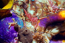 Hingebeak shrimp (Rhynchocinetes durbanensis) with sea squirts (Polycarpa aurata). Rinca, Komodo National Park, Indonesia.