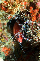 Banded coral shrimp (Stenopus hispidus). Maldives.