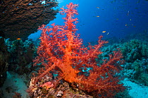Soft coral (Dendronephthya sp). Egypt, Red Sea.