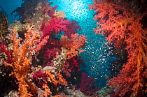 Coral reef scenery with soft corals (Dendronephthya sp) and Pygmy sweepers (Parapriacanthus guentheri). Egypt, Red Sea.