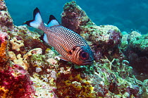 Shadowfin soldierfish (Myripristis adusta). Maldives.