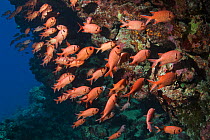 Red Soldierfish (Myripristis murdjan) sheltering on coral wall. Egypt, Red Sea.