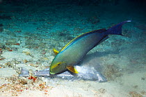 Yellowfin surgeonfish (Acanthurus xanthopterus) feeding on a dead surgeonfish. Many fish observed dead or dying on reefs in the Maldives, April 2012. Another episode of dying fish occured in 2007. Cau...
