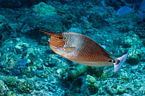 Spotted unicornfish (Naso brevirostris). Maldives.