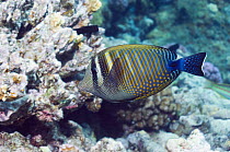 Desjardin's sailfin tang (Zebrasoma desjardinii). Egypt, Red Sea.