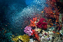Coral reef scenery with soft corals (Dendronephthya sp) and dense shoal of Pygmy sweepers (Parapriacanthus guentheri). Egypt, Red Sea.