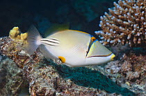 Picasso triggerfish (Rhinecanthus assasi) swimming over coral reef. Egypt, Red Sea.