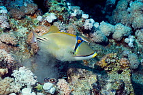Picasso triggerfish (Rhinecanthus assasi) expels sand from gills after feeding,  Red Sea.