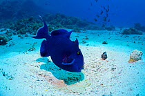 Blue triggerfish (Pseudobalistes fuscus) Egypt, Red Sea