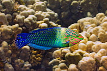 Checkerboard wrasse fish (Halichoeres hortulanus) Egypt, Red Sea