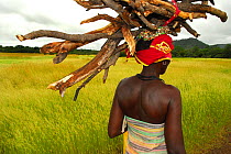 Bassari woman carrying firewood on her head. Bassari country, east Senegal. This area became a UNESCO World Heritage site in 2012, for cultural landscape and traditions kept by the the Bassari, Fula a...