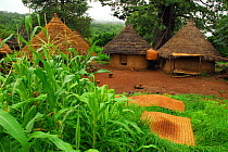 Bedik village huts, Bassari country, east Senegal. This area became a UNESCO World Heritage site in 2012, for cultural landscape and traditions kept by the the Bassari, Fula and Bedik peoples. Septemb...
