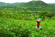 Cotton fields in the landscape. Bassari country, located east Senegal. This area became a UNESCO World Heritage site in 2012, for cultural landscape and traditions kept by the the Bassari, Fula and Be...