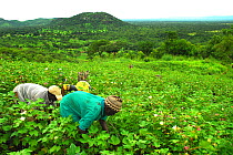 Men working in cotton fields in the landscape. Bassari country, located east Senegal. This area became a UNESCO World Heritage site in 2012, for cultural landscape and traditions kept by the the Bassa...