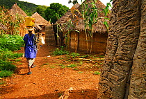 Bassari village huts and woman carrying bucket on her head.  Bassari country, east Senegal. This area became a UNESCO World Heritage site in 2012, for cultural landscape and traditions kept by the the...