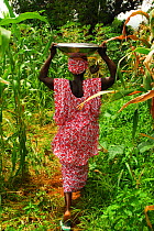 Bassari woman carrying food on her head. Bassari country, east Senegal. This area became a UNESCO World Heritage site in 2012, for cultural landscape and traditions kept by the the Bassari, Fula and B...