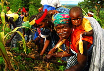 Women harvesting corn in a harvest festival with a young child  holding corn cob, Bassari country, east Senegal. This area became a UNESCO World Heritage site in 2012, for cultural landscape and tradi...