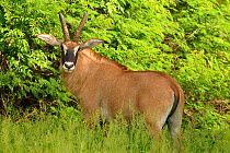 Roan antelope (Hippotragus equinus). Niokolo Koba National Park, Senegal, UNESCO World Heritage site,