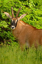 Roan antelope (Hippotragus equinus). Niokolo Koba National Park, UNESCO World Heritage site.