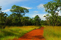 Dirt road through Niokolo Koba National Park, Senegal, UNESCO World Heritage site.