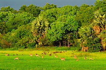 Kob antelopes (Kobus kob) on the plains of Simenti with a group of baboons (Papio papio). Niokolo Koba National Park, UNESCO World Heritage site.