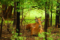 Roan antelope (Hippotragus equinus). Niokolo Koba National Park, Senegal, UNESCO World Heritage site.