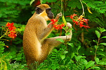 Green monkey (Cercopithecus aethiops sabaeus) foraging onseed pod of a plant. Niokolo Koba National Park, Senegal, UNESCO World Heritage site