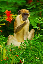 Green monkey (Cercopithecus aethiops sabaeus) in Niokolo Koba National Park, UNESCO World Heritage site, Senegal