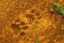 Leopard (Panthera pardus) footprints, Niokolo Koba National Park, Senegal, UNESCO World Heritage site.